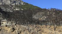 Greece - The aftermath of wildfires. Fire scarred trees in the charred remains of the forest after an ecological disaster. 