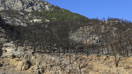 Greece - The aftermath of wildfires. Fire scarred trees in the charred remains of the forest after an ecological disaster. 
