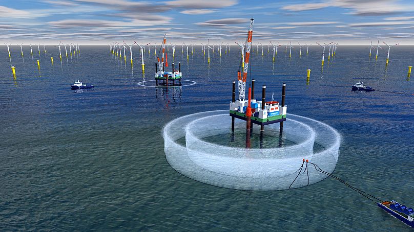 The bubble curtains go up during the construction phase of wind farms. Germany has mandated the use of technologies like this to protect its harbour porpoise.