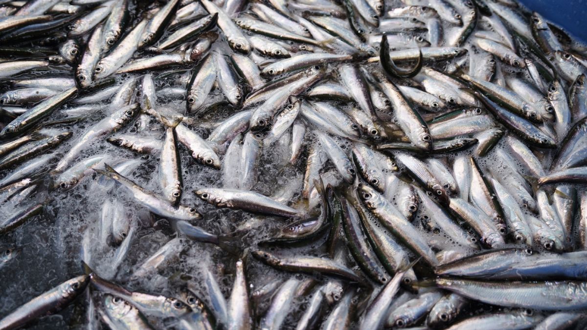 Big herring catch off New England comes with worries