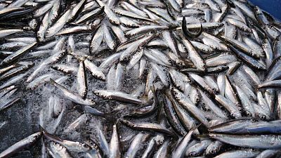 Herrings are kept frozen onboard the boat for the return to the port off Kotka, southern Finland, October 10, 2023.