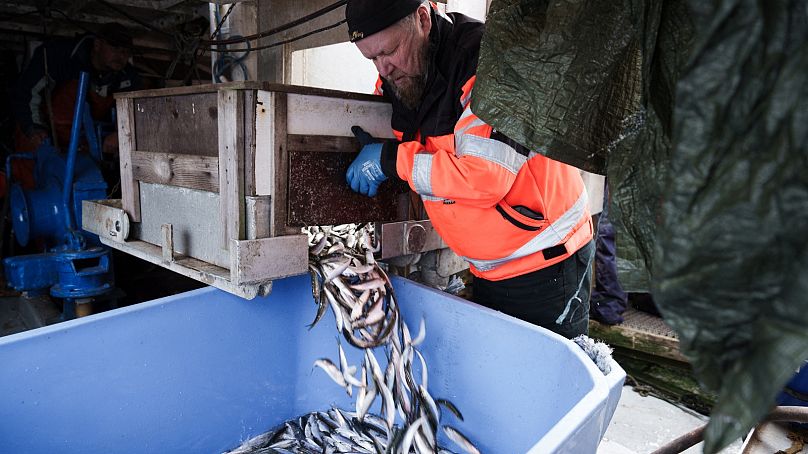 Fisherman Matti Kukkola checks the catch after fishing herrings in Kotka, southern Finland, October 10, 2023