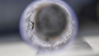 US approves vaccine against mosquito-borne chikungunya virus