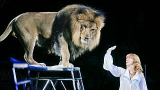 یک شیر اسیر در سیرک (عکس از آرشیو)