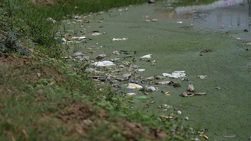 Many ponds in India are replete with contaminants, trash and overgrown hyacinth