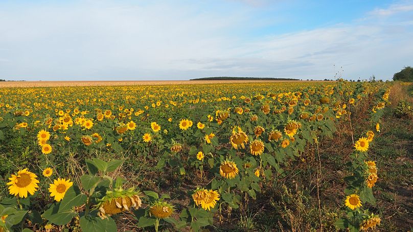 Fields of sunflowers in Moldova, a valuable export crop, September 2023