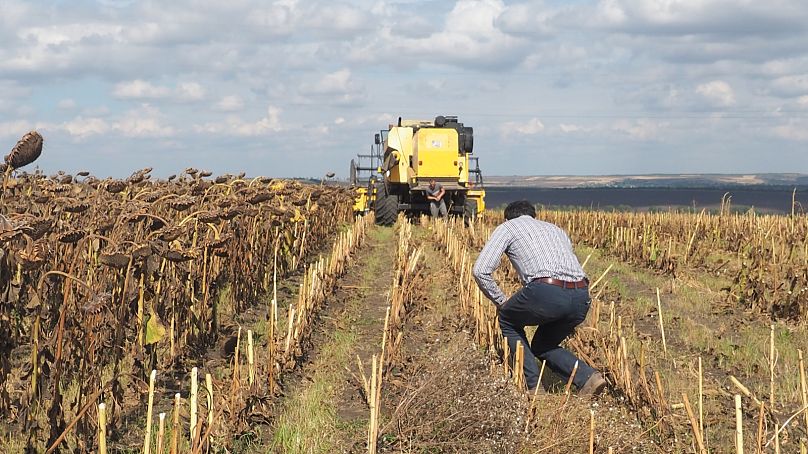 Moldovan farmer Alexei Micu inspects his sunflower field during harvest, September 2023