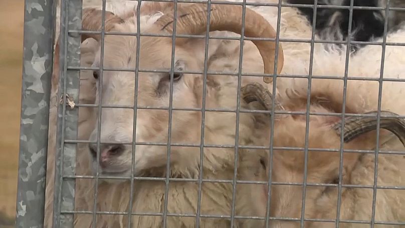 Sheep rescued from the Icelandic town of Grindavik which is threatened by a volcanic eruption