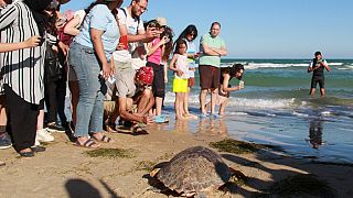 Tunisie : à Sfax, un centre de soins pour tortues de mer en danger