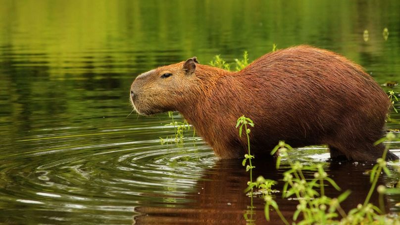 Brazil's national parks are home to some of the most curious-looking animals on the planet - including capybaras.