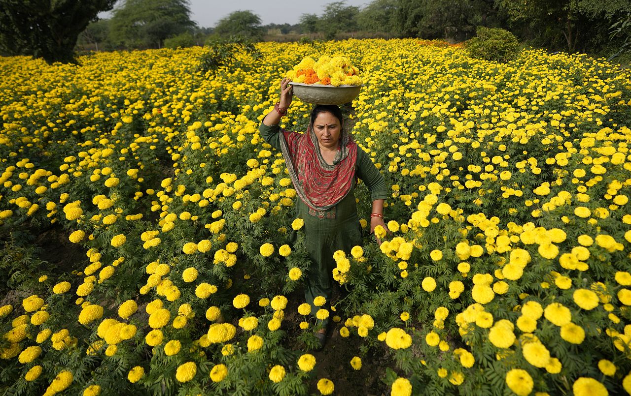 A woman collects marigold flowers, to be used for rituals and decorations, ahead of Diwali Festival on the outskirts of Jammu, India, Thursday, Nov. 9, 2023.
