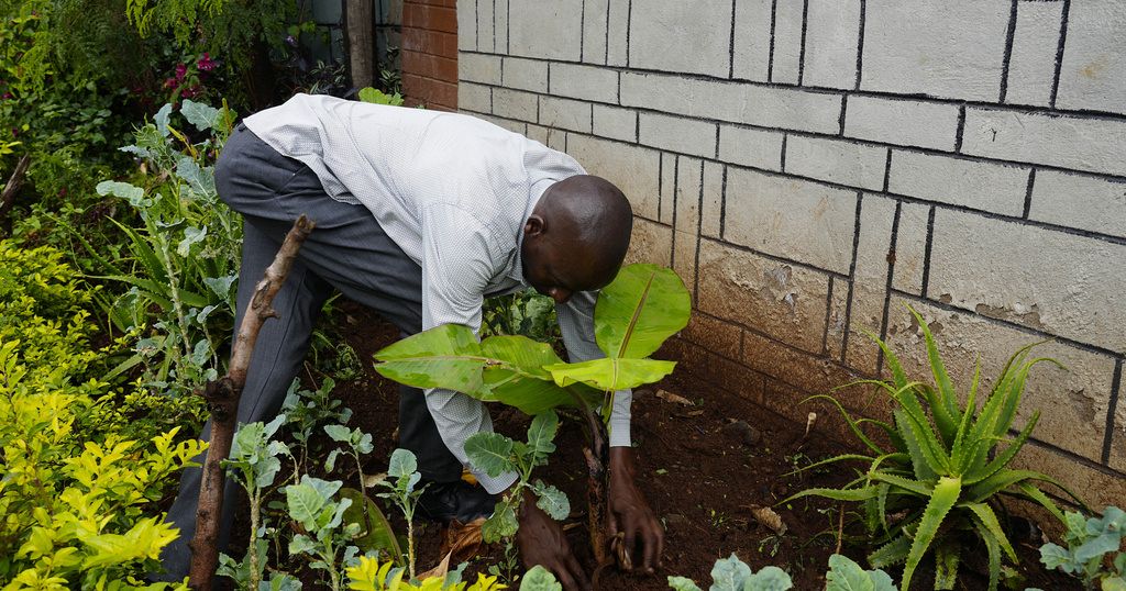 Kenya: government declares public holiday to plant trees