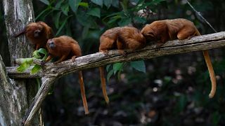 Golden lion tamarins sit on a branch as students plant tree seedlings that will form an ecological corridor to allow a safe passageway.