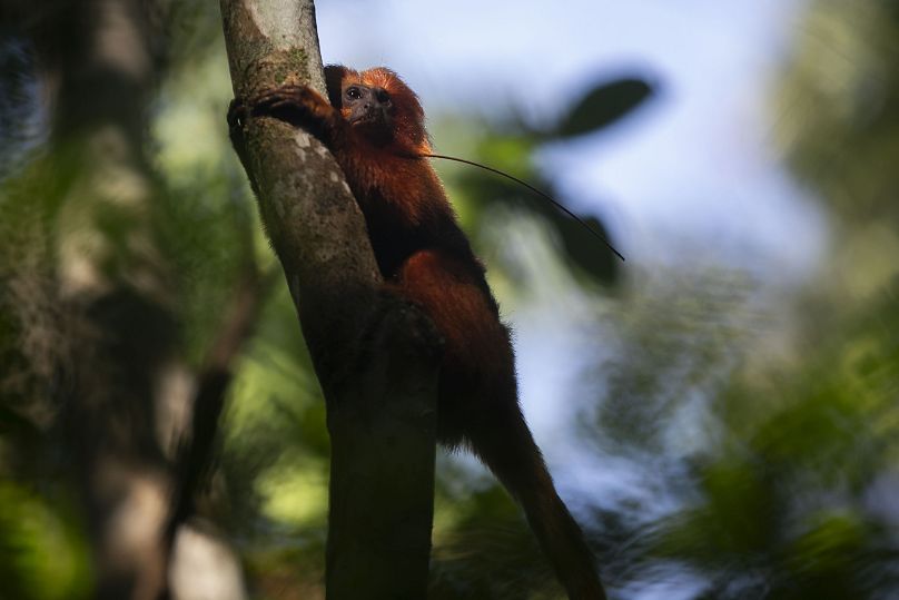 The golden lion tamarin is the region's most emblematic and endangered species.