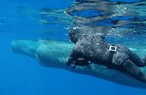 A Caribbean island has created the world's first protected area for sperm whales.