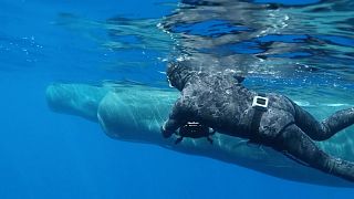 A Caribbean island has created the world's first protected area for sperm whales.