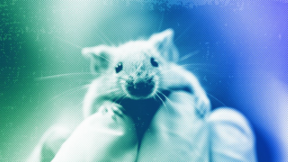 Лабораторна мишка се катери по ръкавицата на техник 2006 г