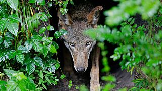 FILE -  A female red wolf emerges from her den sheltering newborn pups at the Museum of Life and Science in Durham, N.C., on May 13, 2019.