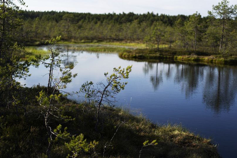 Pines grow at the Viru bog in Harju County, Estonia, Sunday, June 25, 2023.