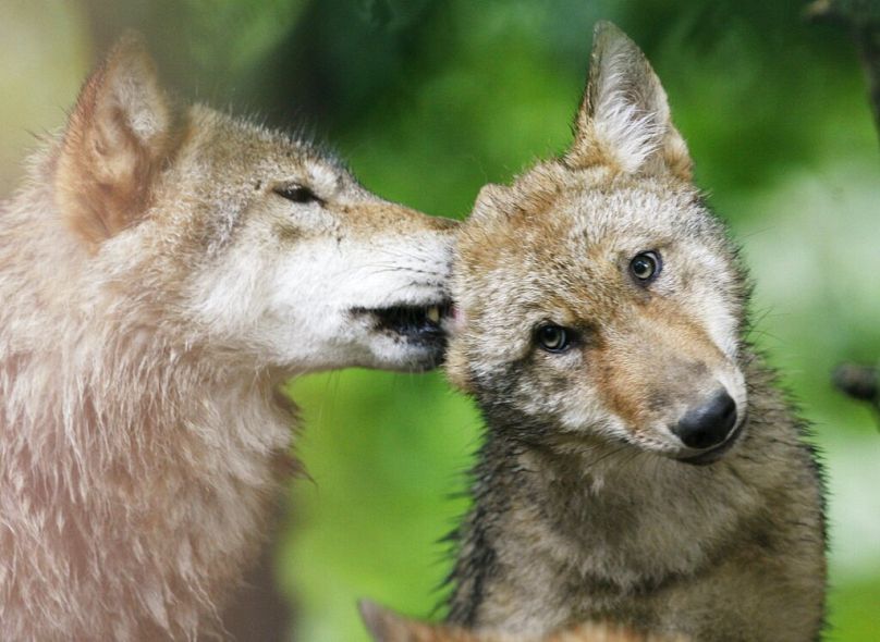 FILE - A young wolf licks the ear of his playmate at the zoo in Zurich, Switzerland, Wednesday, July 15, 2009.