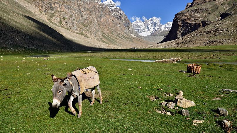 Summer is the best season for trekking on Tajikistan's Pamir Mountains.
