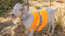 A group of 15 goats was brought in for a trial and given an 8-12 week deadline to clean up “the toughest of weeds” in the overgrown area. 