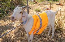 A group of 15 goats was brought in for a trial and given an 8-12 week deadline to clean up “the toughest of weeds” in the overgrown area. 