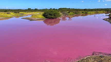 This pond in Hawaii has mysteriously turned bubblegum pink. Is
