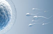 Einer neuen Studie zufolge könnten gängige Pestizide, die in Lebensmitteln vorkommen, die Ursache für eine geringere Spermienkonzentration bei Männern sein.