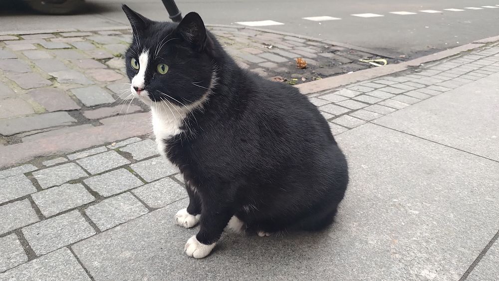 This Polish city’s top-rated tourist attraction was a street cat until he was rehomed