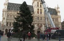 شجرة عيد الميلاد في الساحة الكبرى في بروكسل