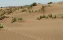 تپه‌های شنی بیابانی در خراسان جنوبی که گونه جدید از مارمولک‌ها در آن پیدا شد