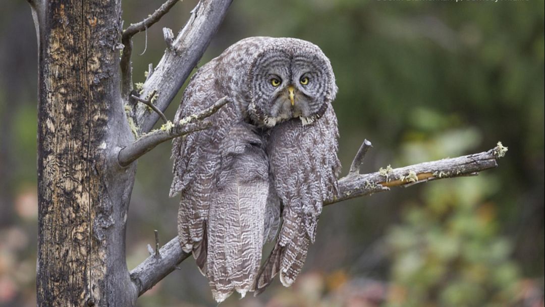 The best of the Comedy Wildlife Photography Awards finalists 2023 ...