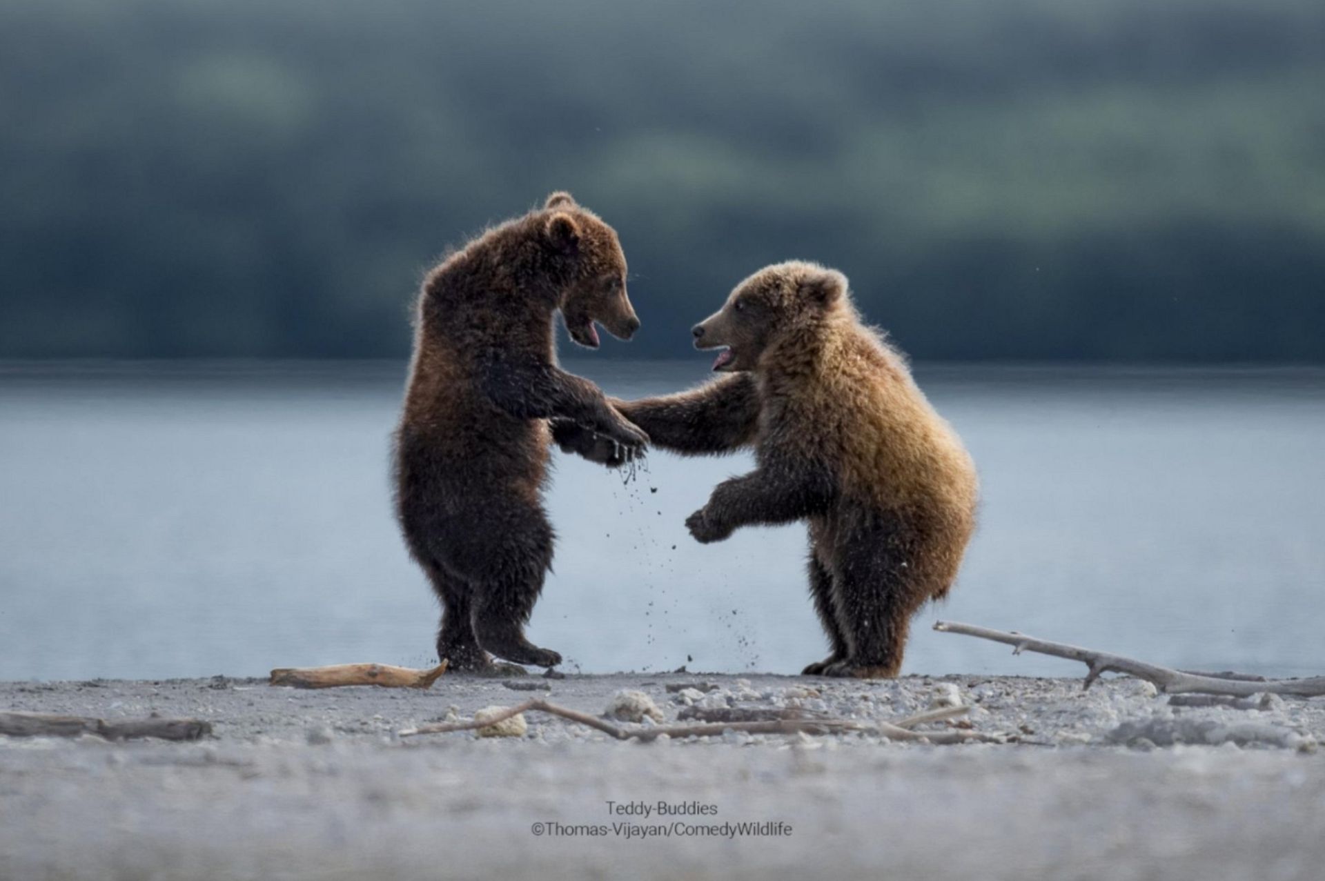 The Best Of The Comedy Wildlife Photography Awards Finalists