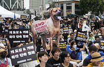 Güney Kore'de özellikle genç kuşak arasında köpek eti tüketimine son yıllarda artan bir muhalefet var