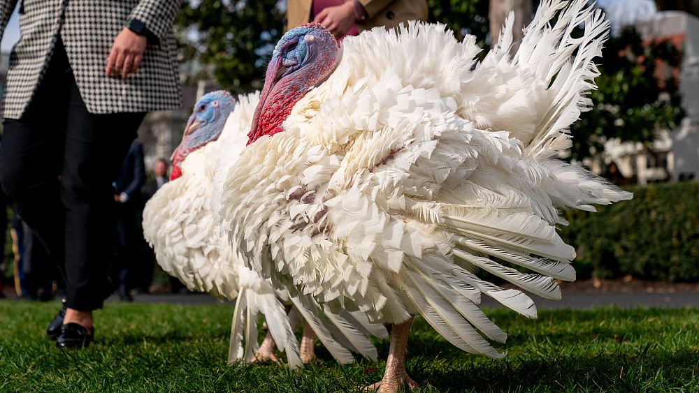 VIDEO : Watch: Thanksgiving turkeys prep for White House pardon