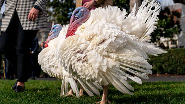 The national Thanksgiving turkeys, Liberty and Bell, arrive for a pardoning ceremony on the South Lawn of the White House in Washington