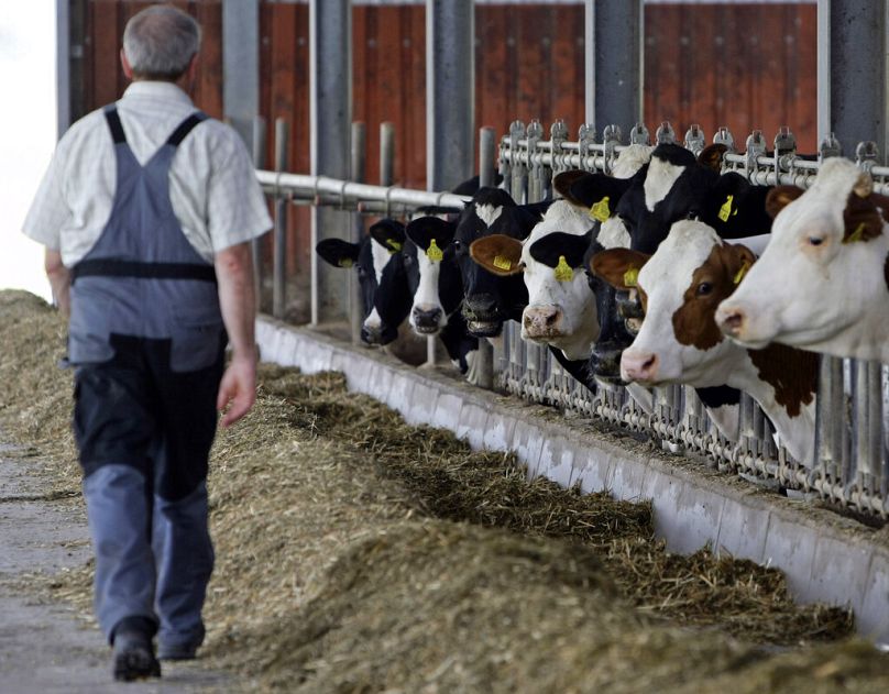 Dairy farmer in his cow barn in Weil near Landsberg am Lech, June 2009