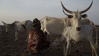 Sénégal : les éleveurs face au changement climatique