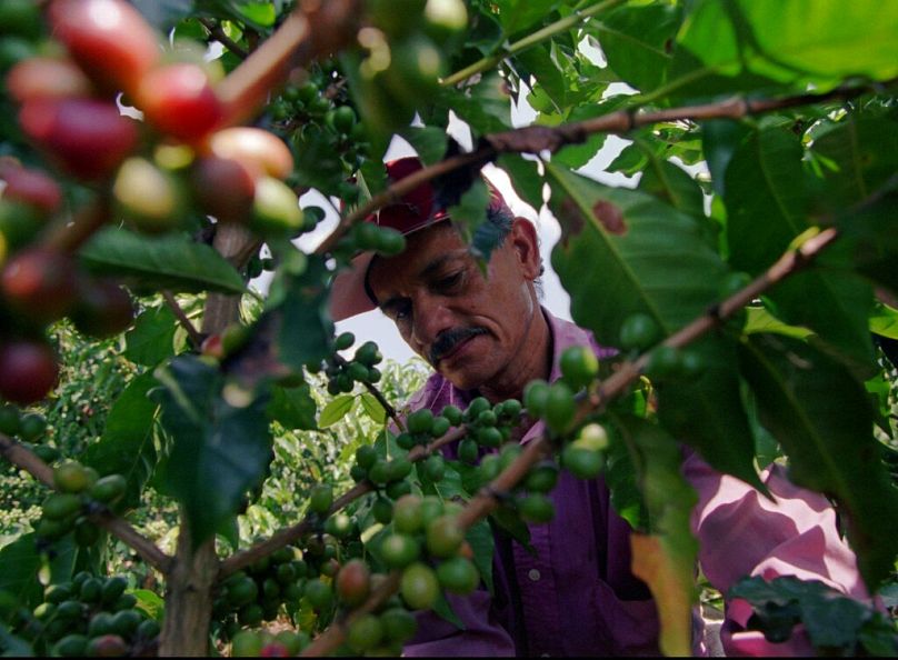 an agronomist inspects a coffee tree at the Sebastopol farm near San Pelegrino in central Colombia's coffee growing region, July 1997