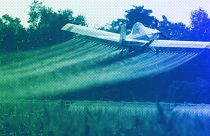 A crop-dusting plane sprays a field of corn, July 2011