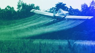 A crop-dusting plane sprays a field of corn, July 2011