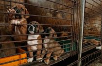 Dogs are seen in a cage at a dog farm in Pyeongtaek, South Korea, 27 June 2023. 
