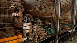 Dogs are seen in a cage at a dog farm in Pyeongtaek, South Korea, 27 June 2023. 
