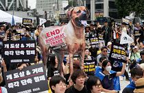 فعالان حقوق حیوانات تظاهراتی را در مخالفت با فرهنگ سنتی کره جنوبی در خوردن گوشت سگ در سئول برگزار کردند. ژوئیه ۲۰۲۳