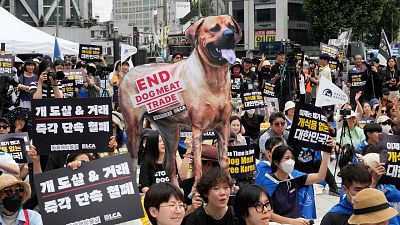 فعالان حقوق حیوانات تظاهراتی را در مخالفت با فرهنگ سنتی کره جنوبی در خوردن گوشت سگ در سئول برگزار کردند. ژوئیه ۲۰۲۳