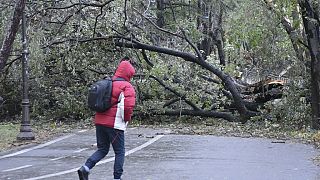 Úttestre dőlt fa Romániában a hétvégi vihar után