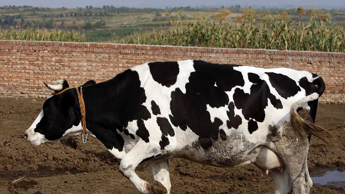 المصدر البشري الرئيسي فهو الزراعة المسؤولة عن ربع الانبعاثات الناجمة عن تربية المواشي (تطلق الأبقار والأغنام غاز الميثان خلال عملية الهضم، والسماد)