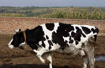 المصدر البشري الرئيسي فهو الزراعة المسؤولة عن ربع الانبعاثات الناجمة عن تربية المواشي (تطلق الأبقار والأغنام غاز الميثان خلال عملية الهضم، والسماد)