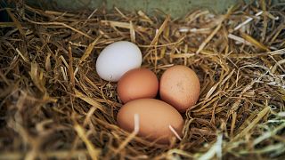 New research shows there are dangerous pollutants in soil and eggs of domestic backyard chicken coops in Paris region.